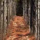 thumbnail for publication: Steps to Marketing Timber